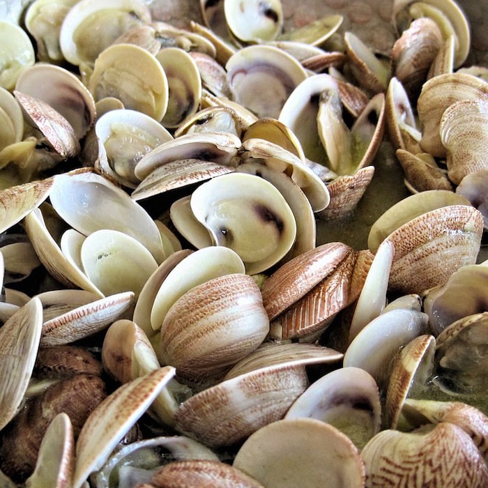 Aula de cozinha de ameijoas