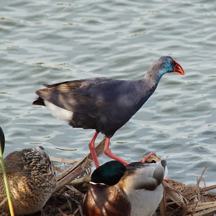 Rota das Aves e Tours da natureza
