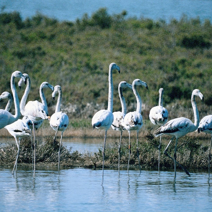 Rota das Aves e Tours da natureza