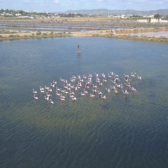 Rota das Aves e Tours da natureza
